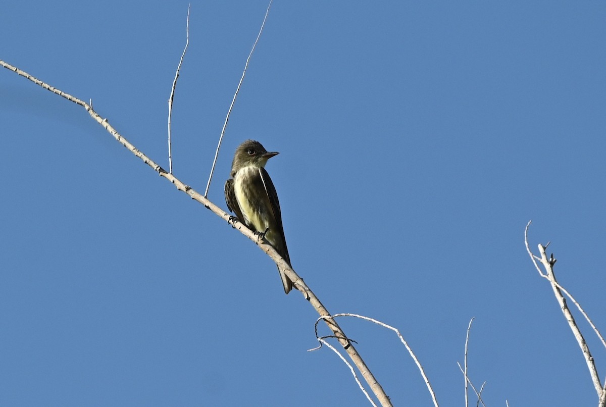 Olive-sided Flycatcher - ML635566689