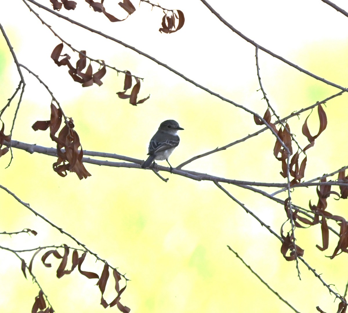 Gray Flycatcher - ML635566714