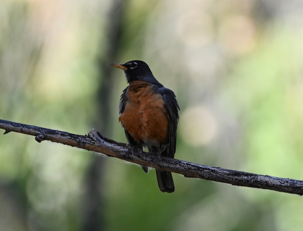 American Robin - ML635566739