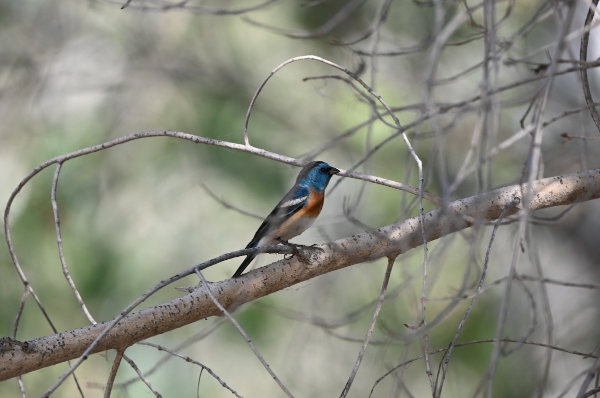 Lazuli Bunting - ML635566822