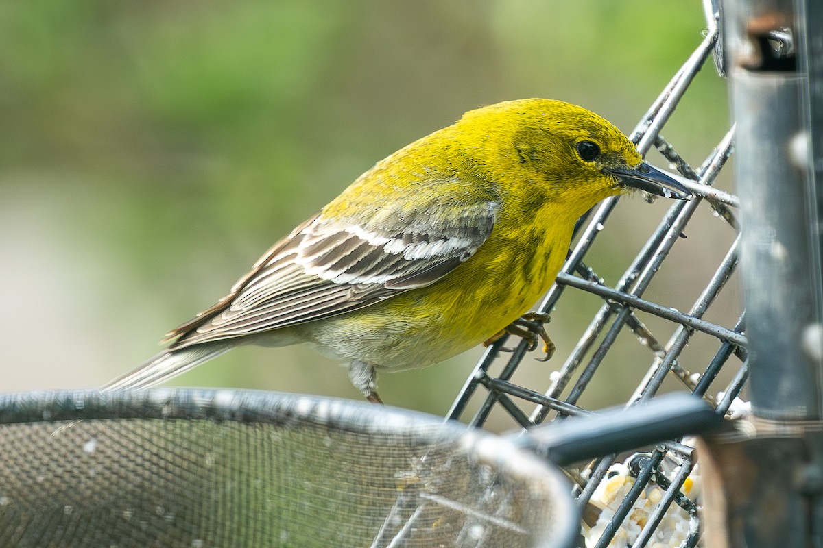 Pine Warbler - ML635566862