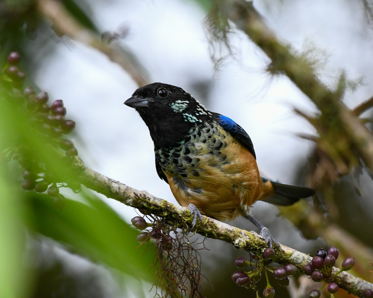 Spangle-cheeked Tanager - ML635566893