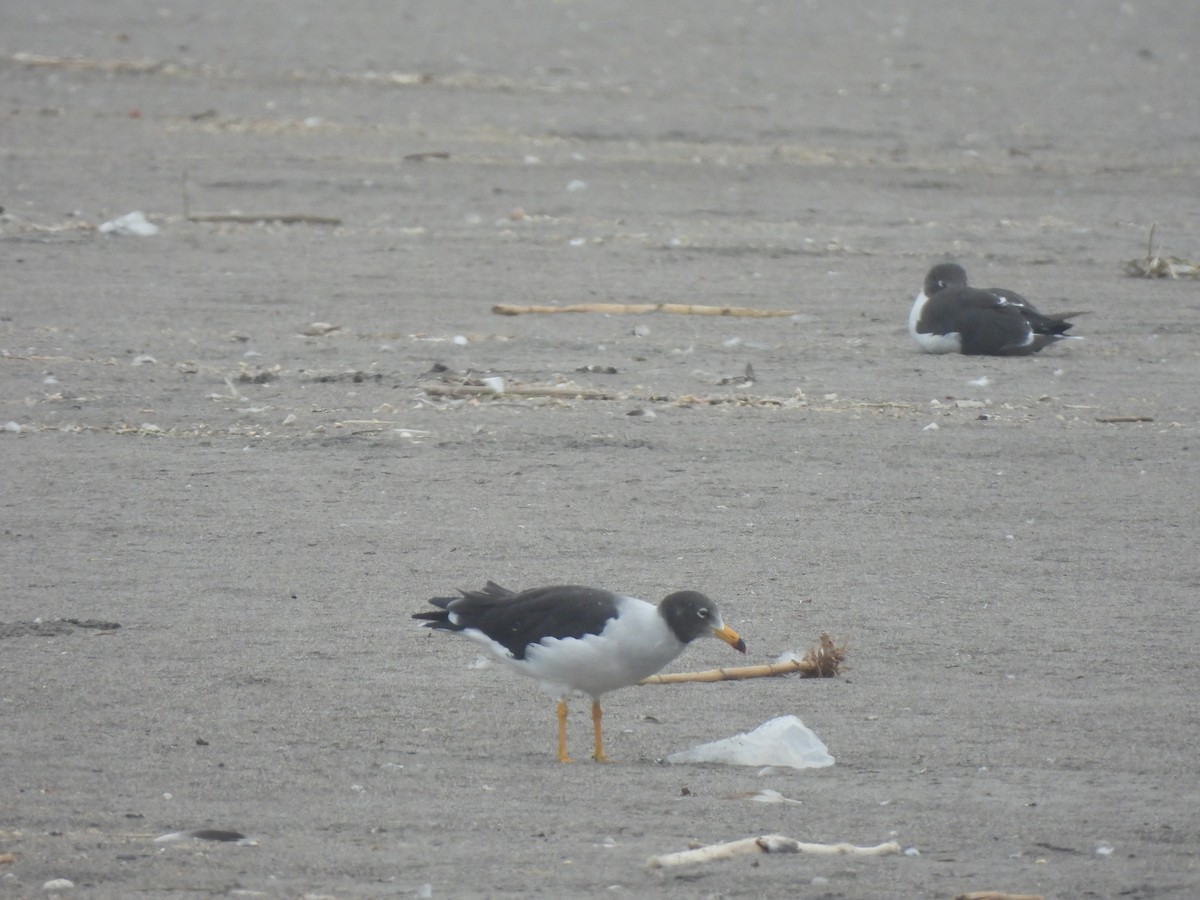 Belcher's Gull - ML635566905