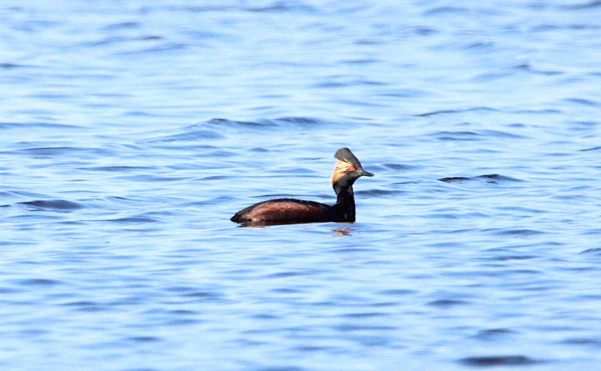 Eared Grebe - ML635566931