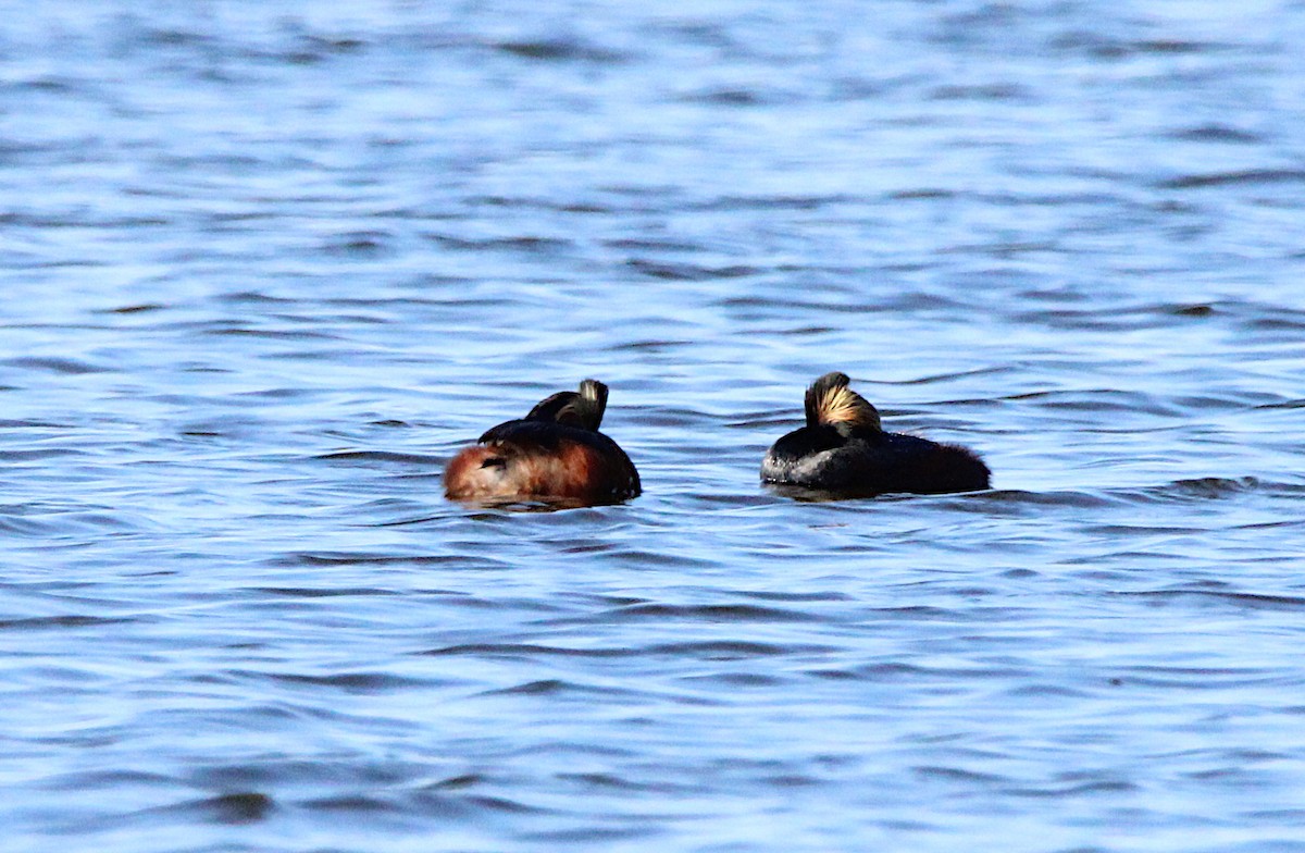 Eared Grebe - ML635566932