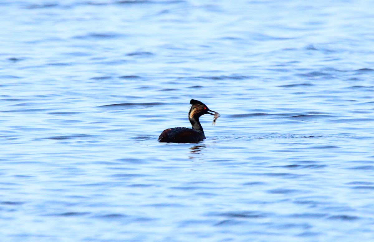 Eared Grebe - ML635566933