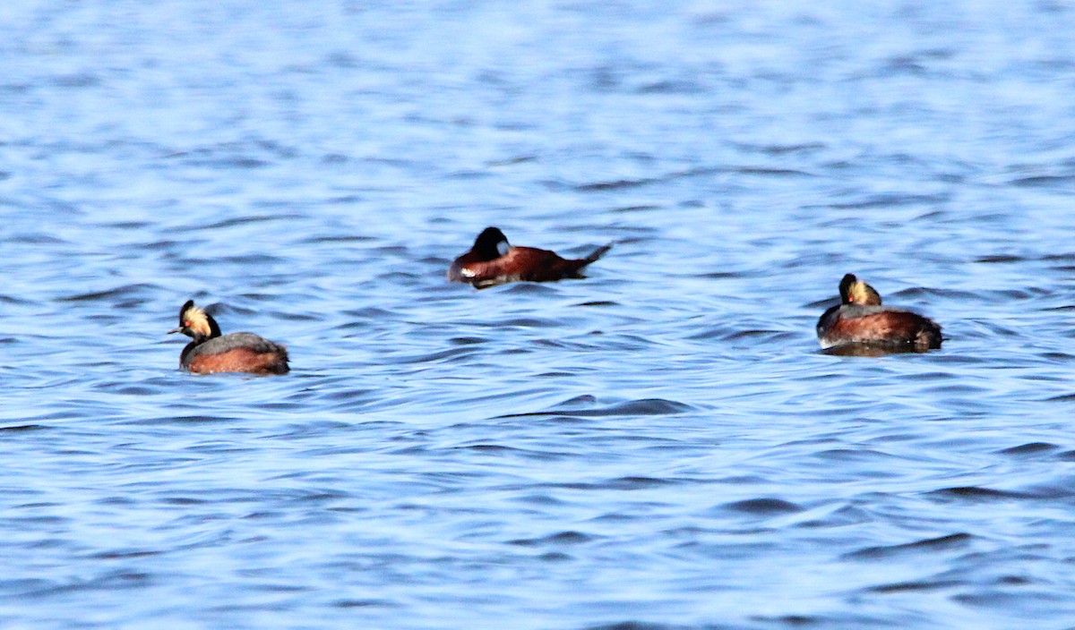 Eared Grebe - ML635566935