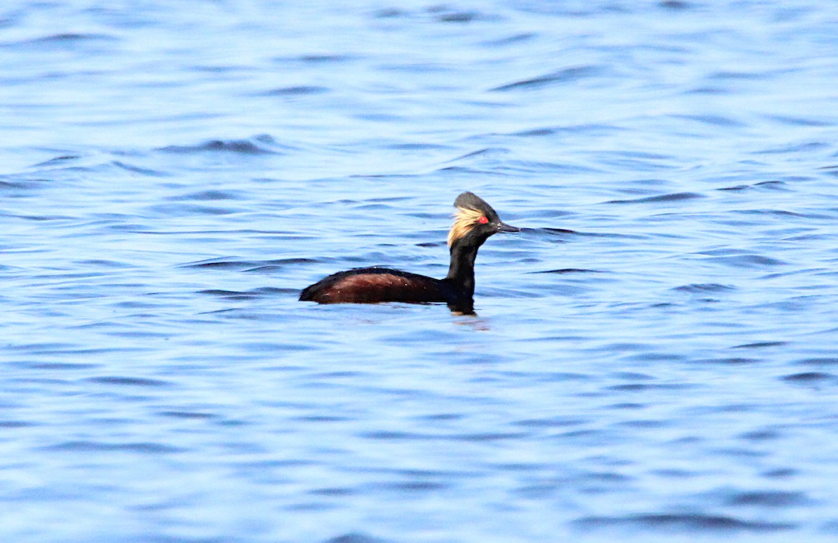 Eared Grebe - ML635566937