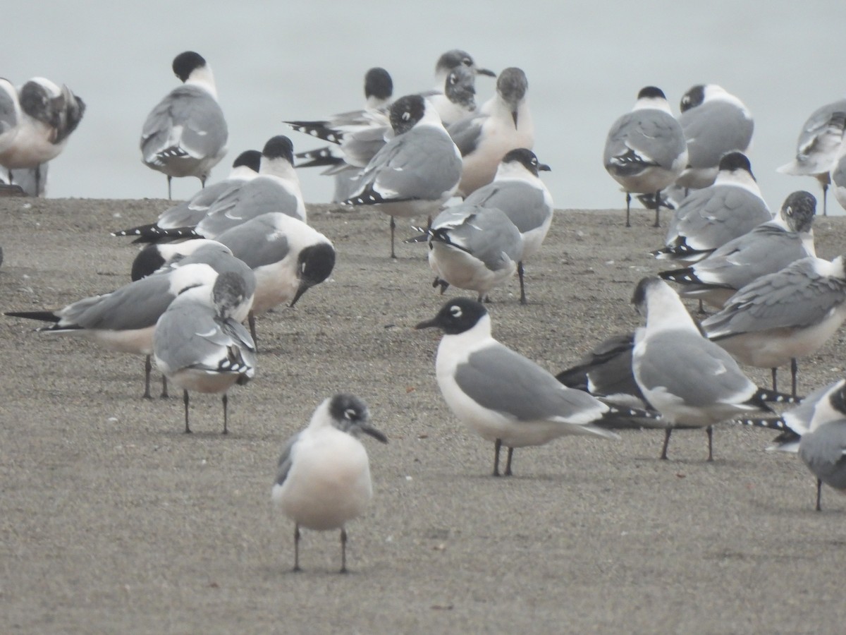 Franklin's Gull - ML635566945