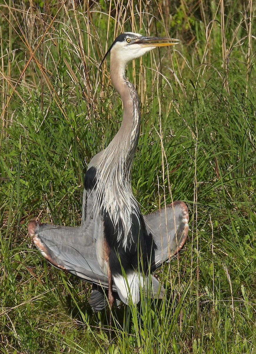 volavka velká - ML635566958