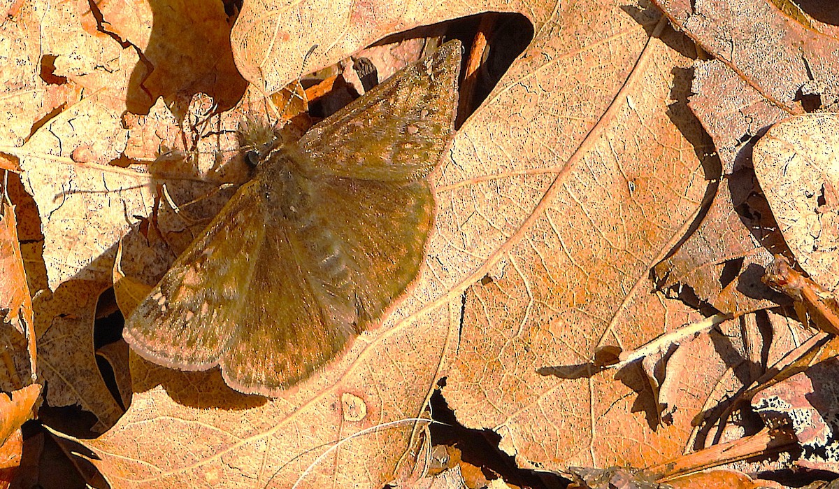 Insects - ML635567110