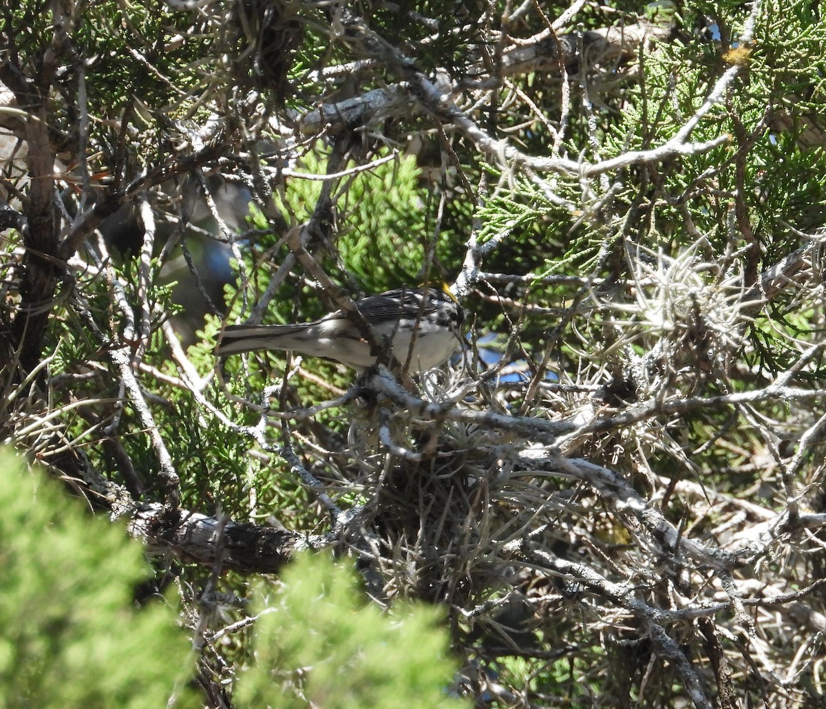 Golden-cheeked Warbler - ML635567116