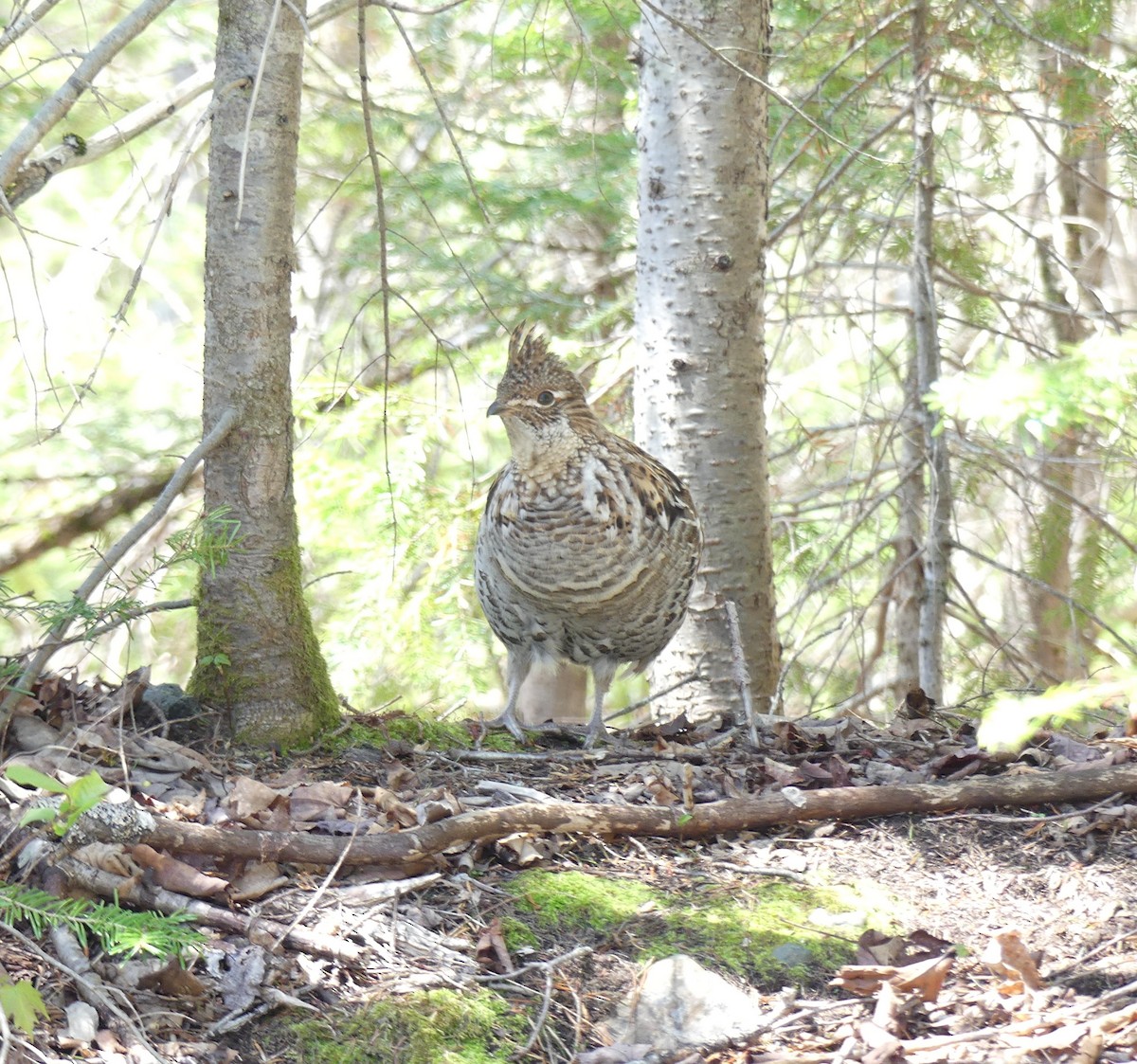 Ruffed Grouse - ML635567272