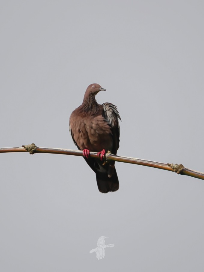 Plain Pigeon - ML635567305