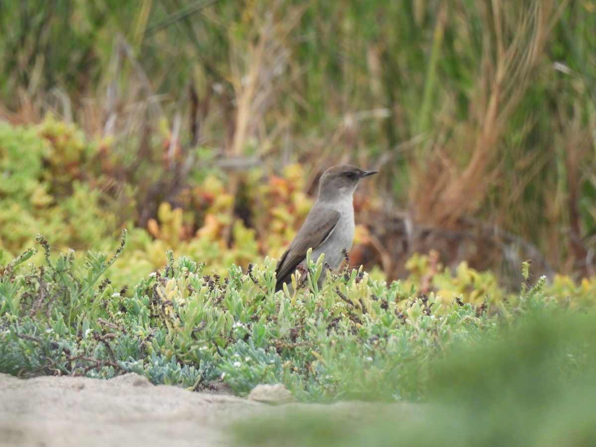 Dark-faced Ground-Tyrant - ML635567309