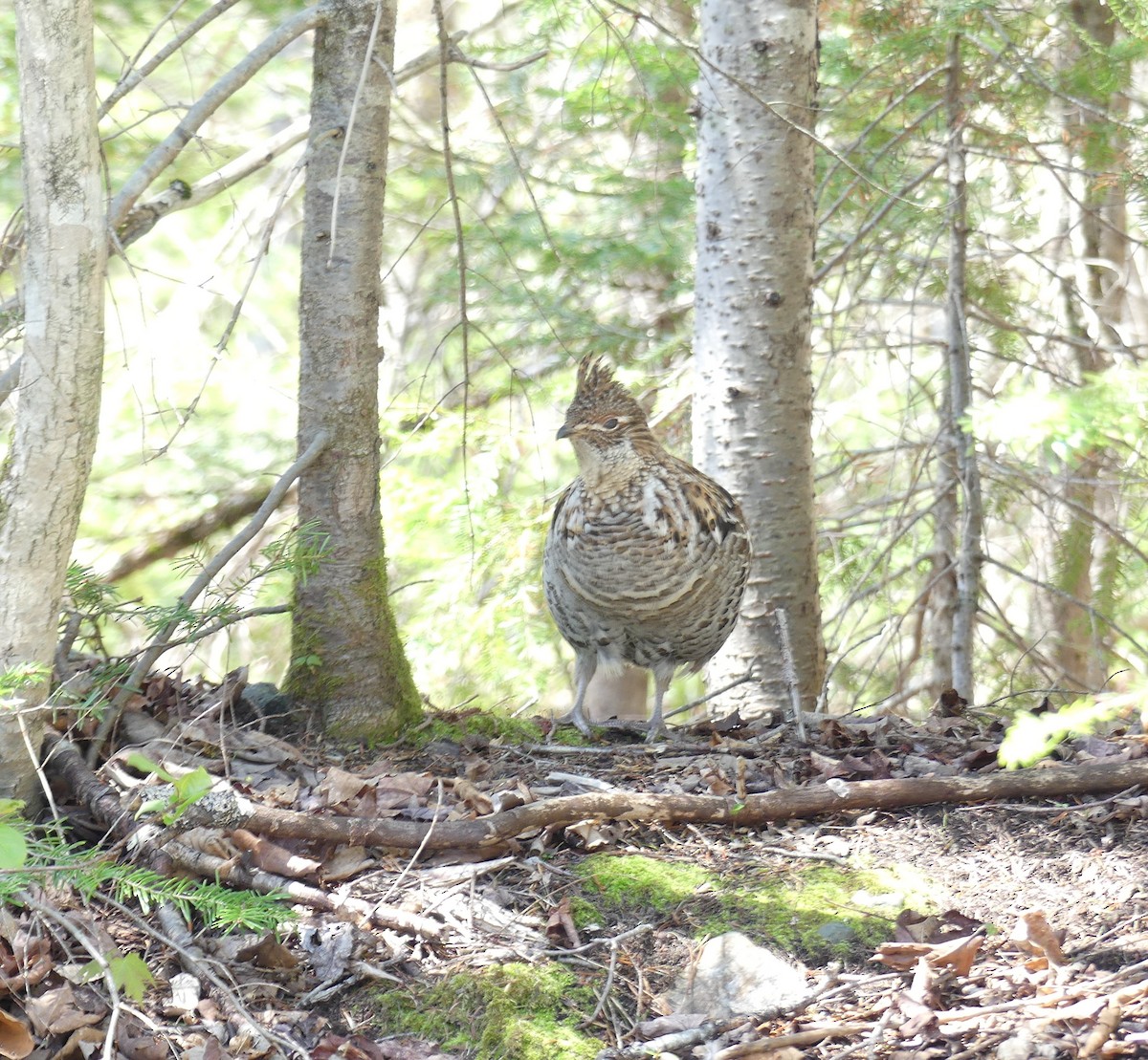 Ruffed Grouse - ML635567313