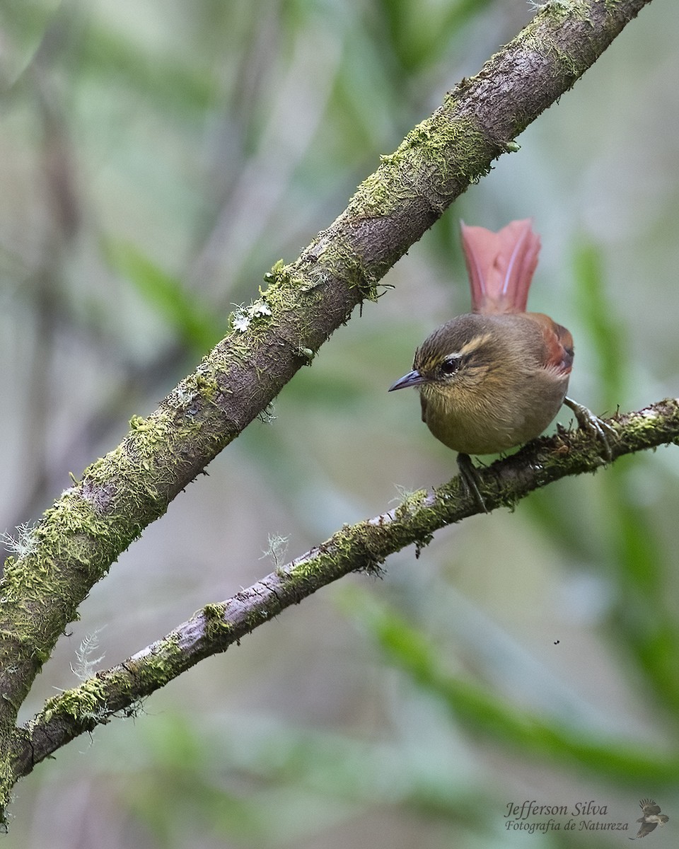 Olive Spinetail - ML635567403
