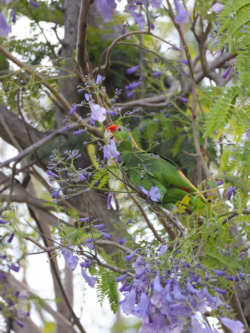 Red-crowned Amazon - ML635567405