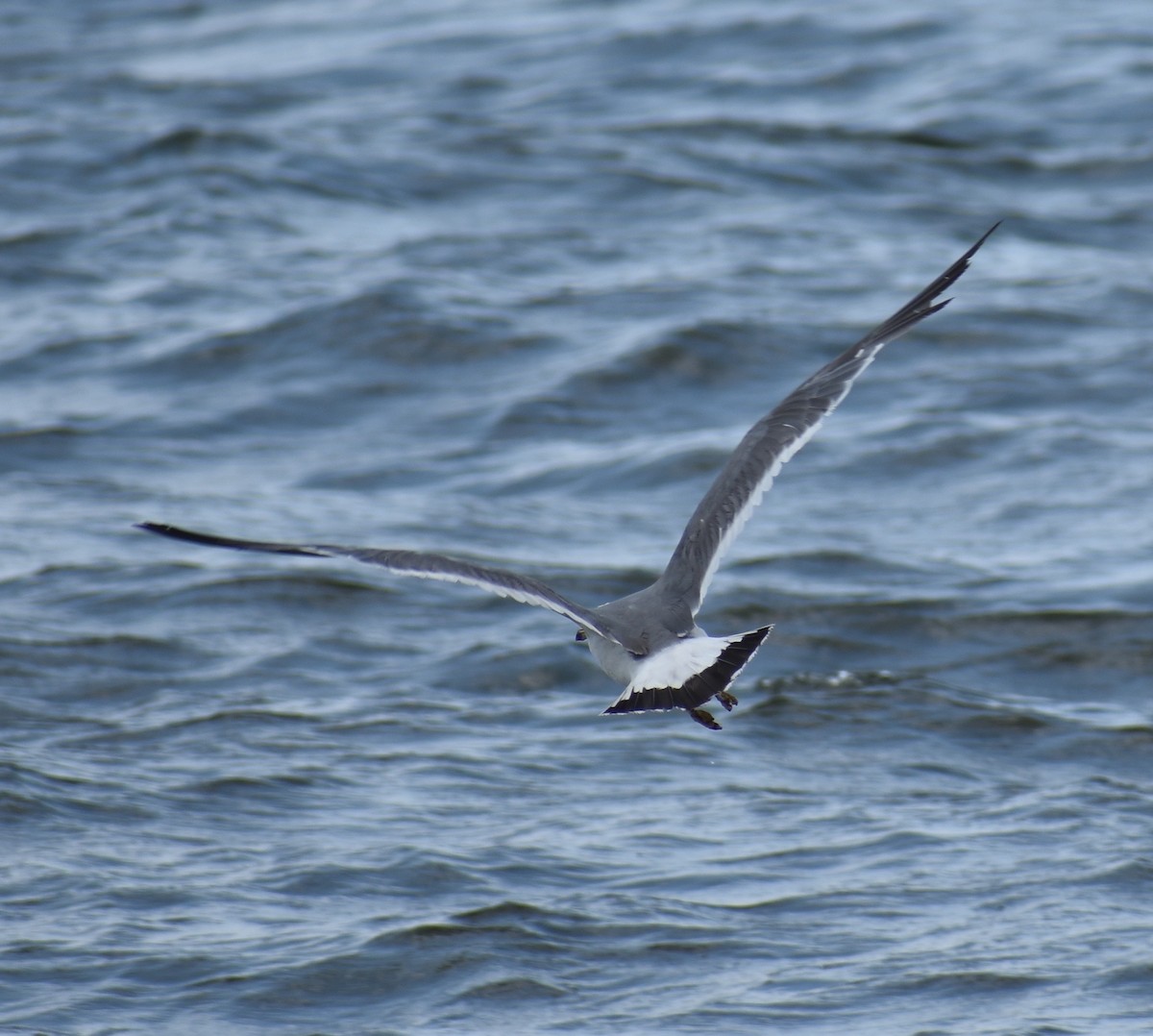 Gaviota Japonesa - ML63556741