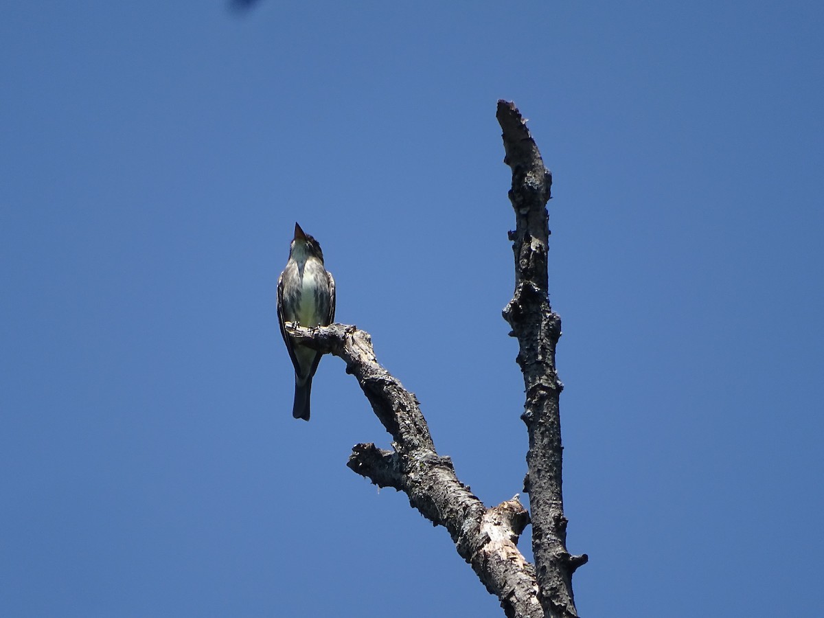 Olive-sided Flycatcher - ML635567436