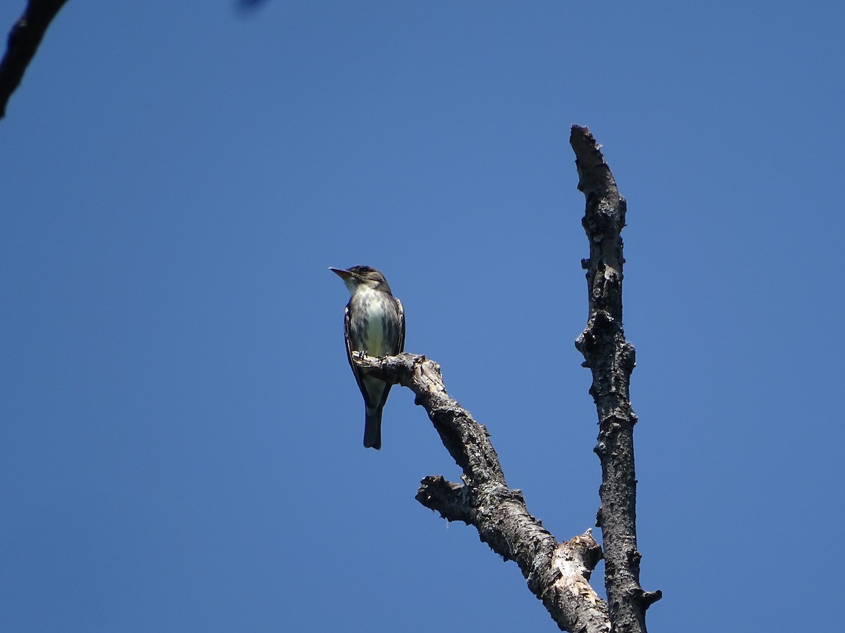 Olive-sided Flycatcher - ML635567437