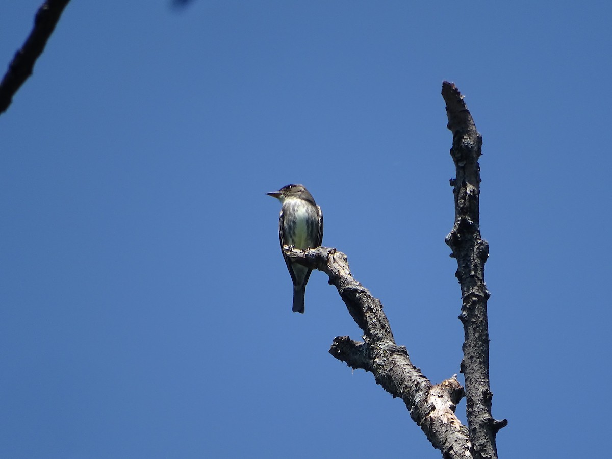 Olive-sided Flycatcher - ML635567440