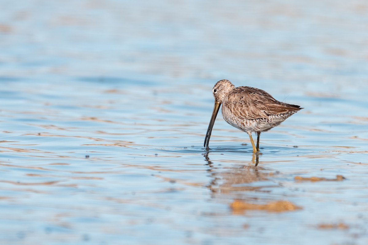 Long-billed Dowitcher - ML635567454