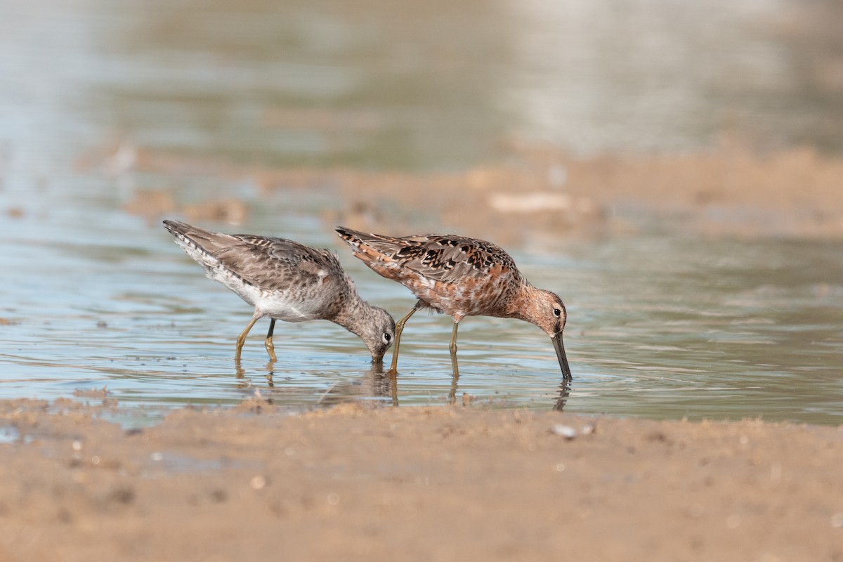 Long-billed Dowitcher - ML635567455