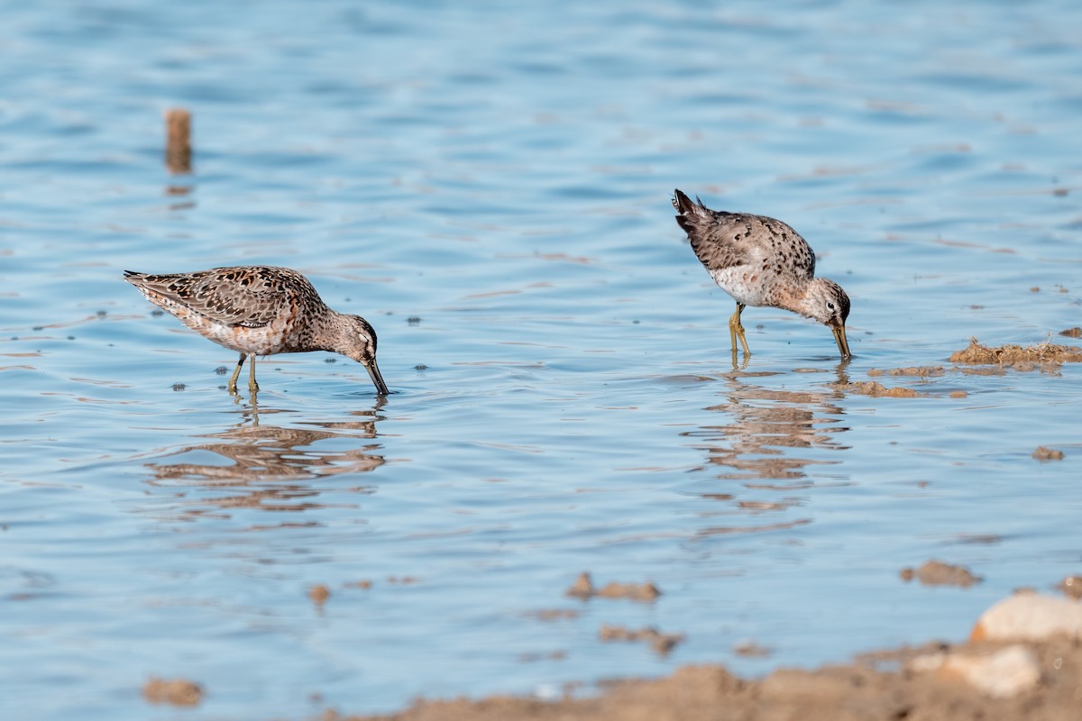 Long-billed Dowitcher - ML635567456