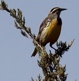 Eastern Meadowlark - ML635567460