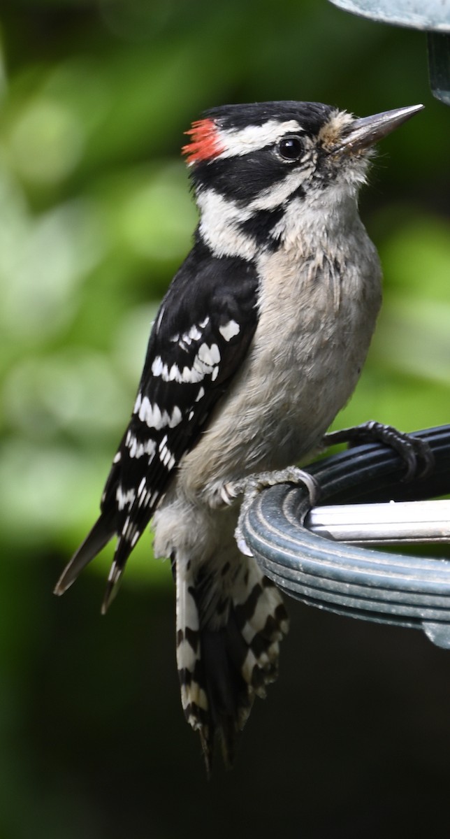 Downy Woodpecker - ML635567469