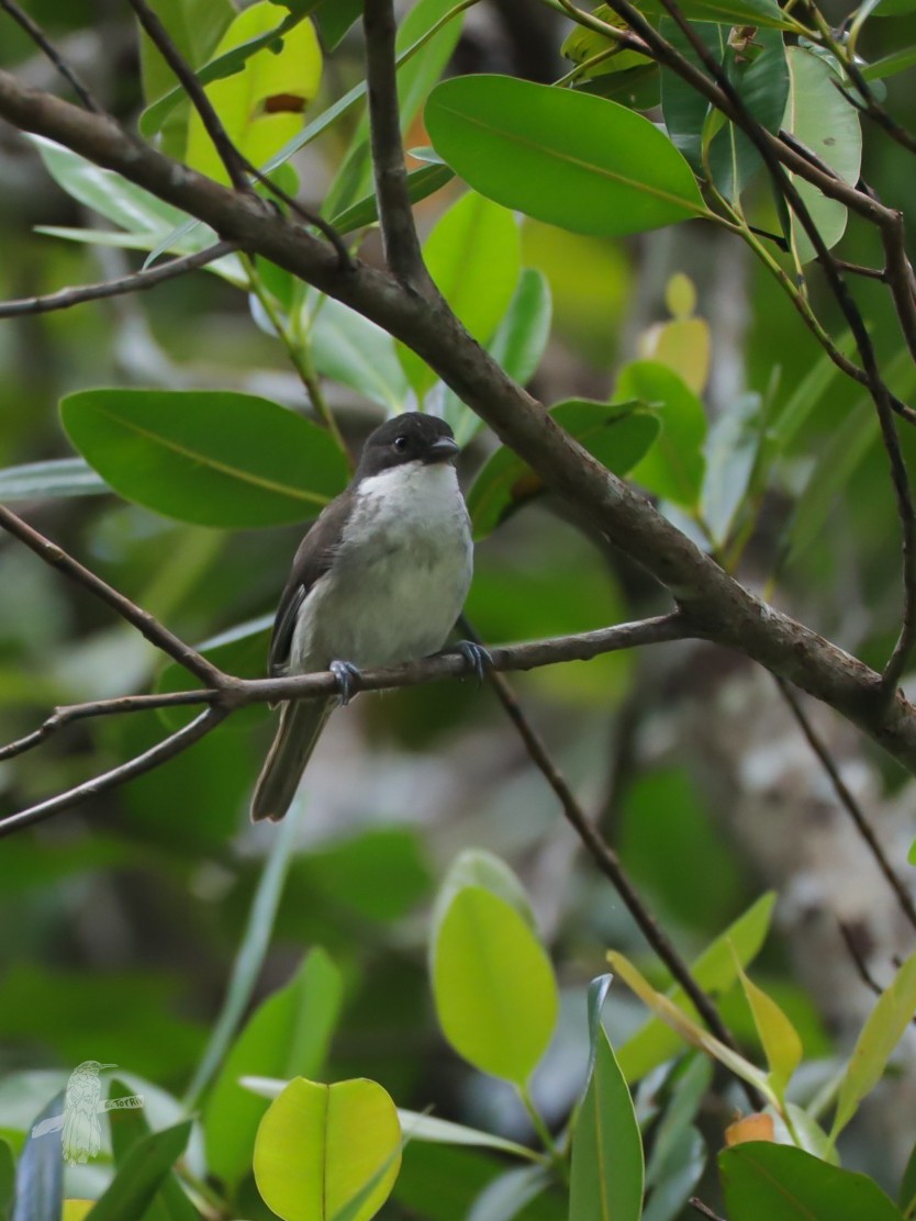Puerto Rican Tanager - ML635567474