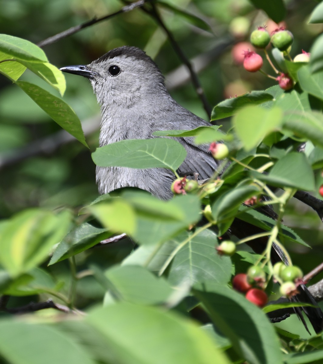 Gray Catbird - ML635567479