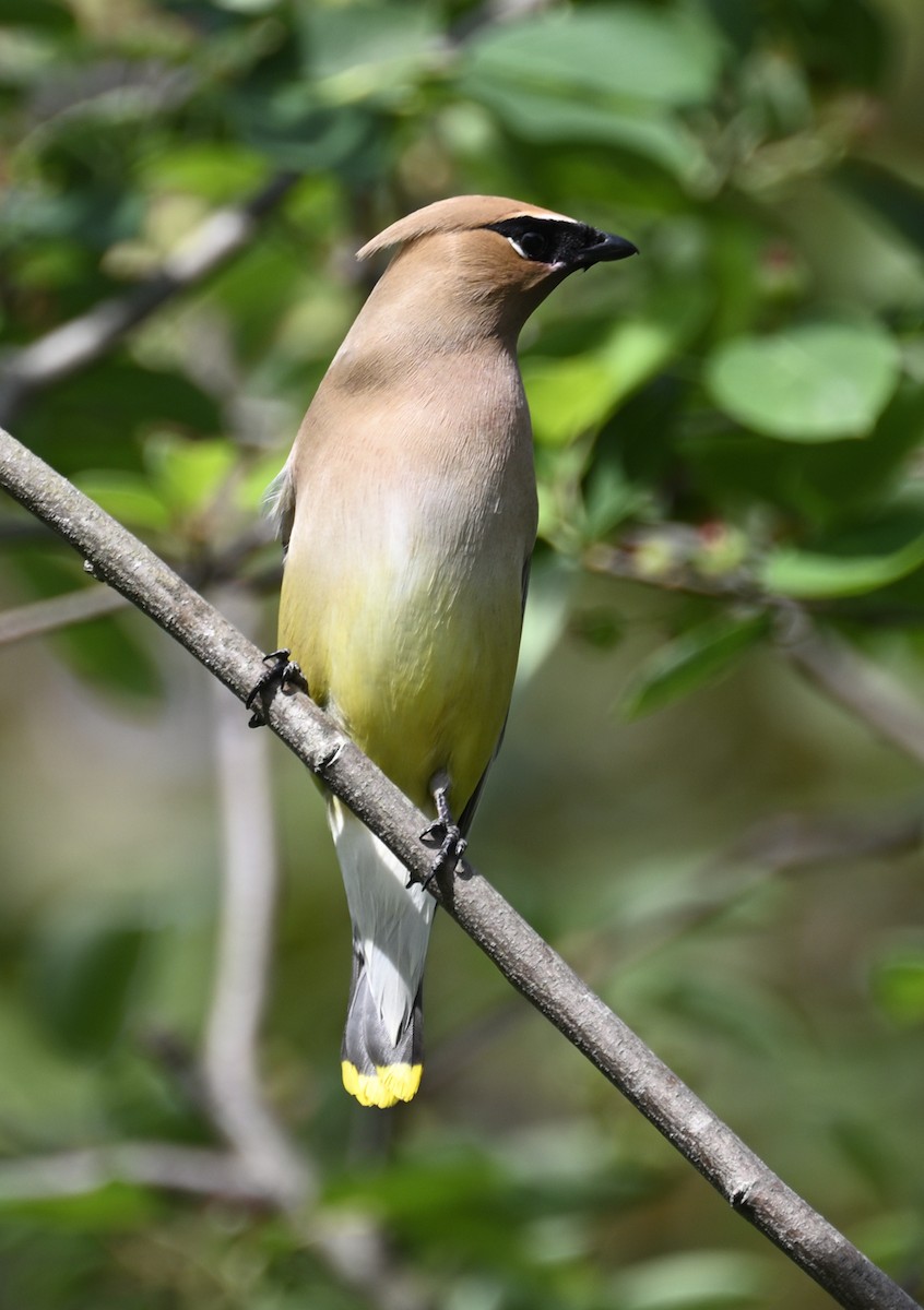 Cedar Waxwing - ML635567493