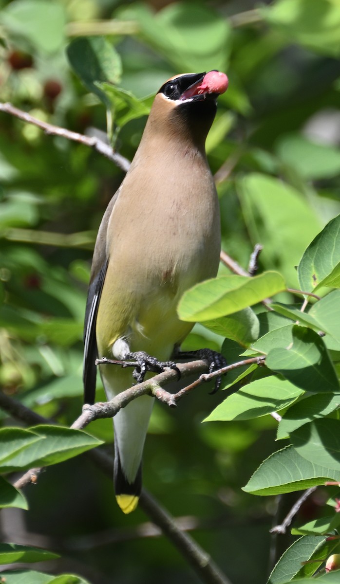 Cedar Waxwing - ML635567494