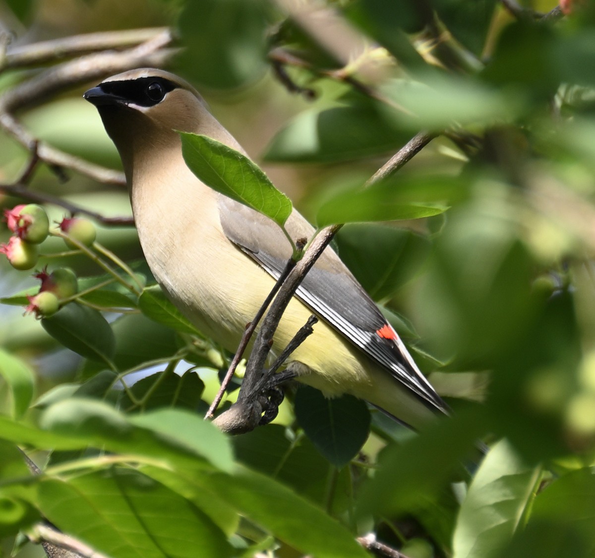 Cedar Waxwing - ML635567495