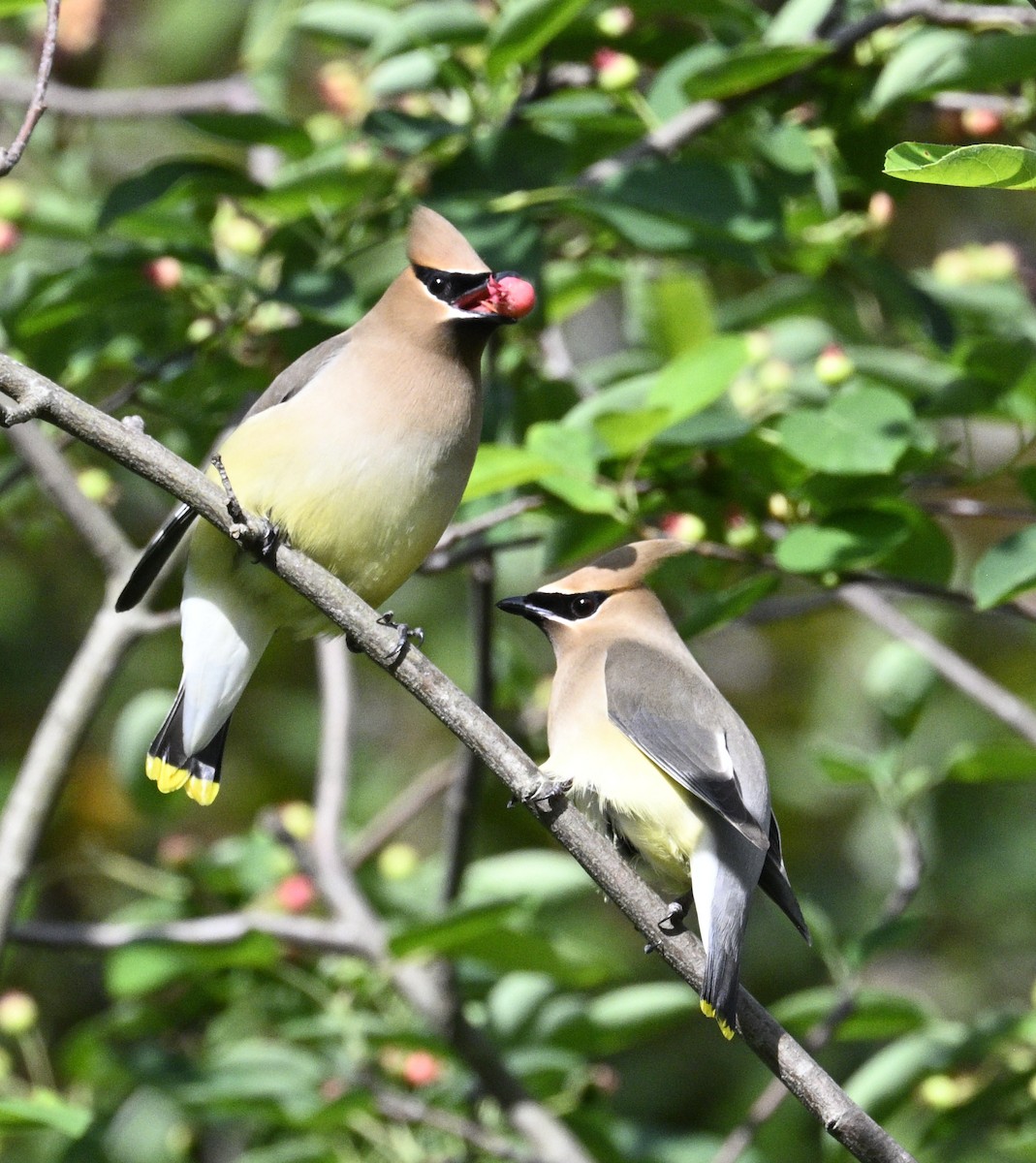 Cedar Waxwing - ML635567496