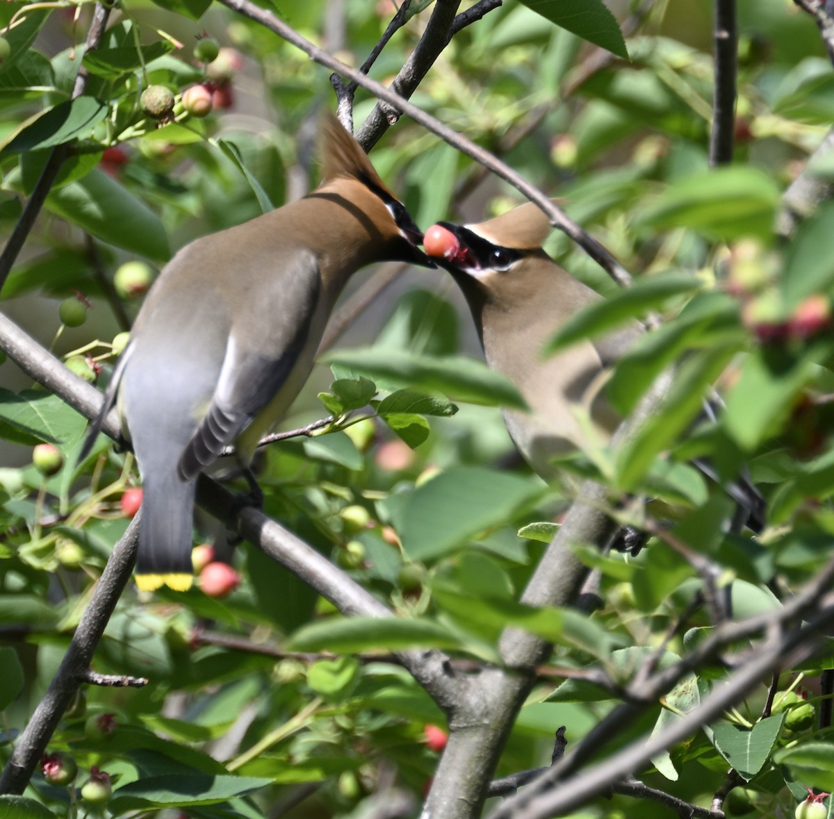 Cedar Waxwing - ML635567497