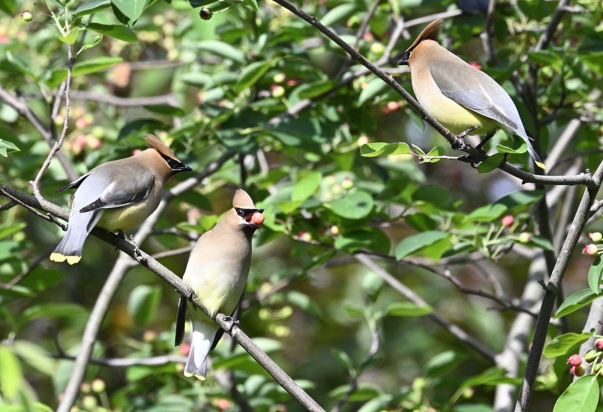 Cedar Waxwing - ML635567498