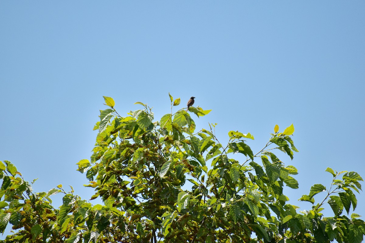 Meadow Bunting - ML63556751