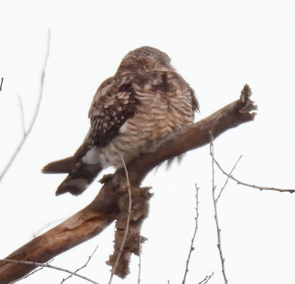 Common Nighthawk - ML635567591