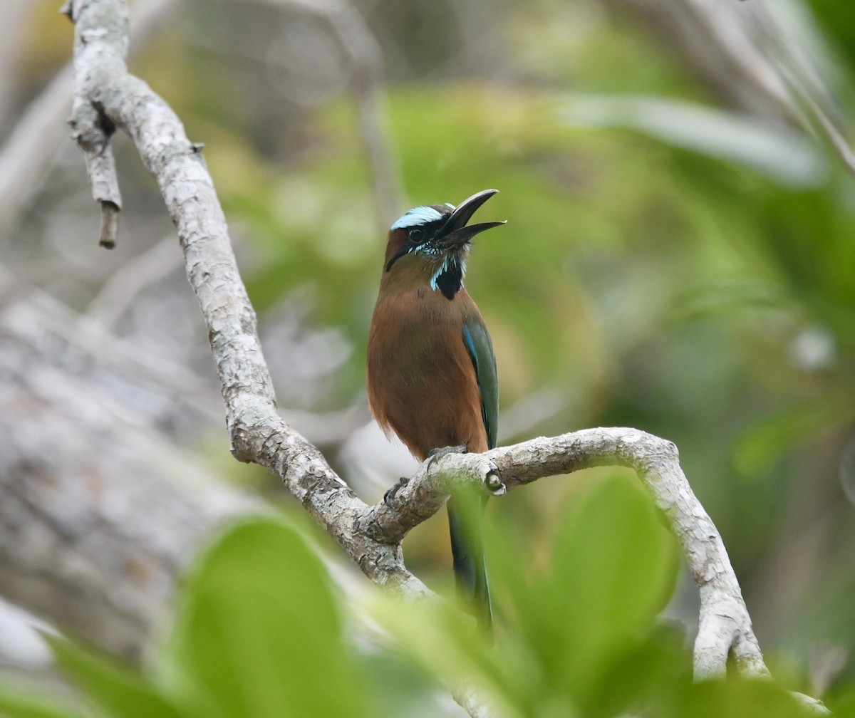 Turquoise-browed Motmot - ML635567631