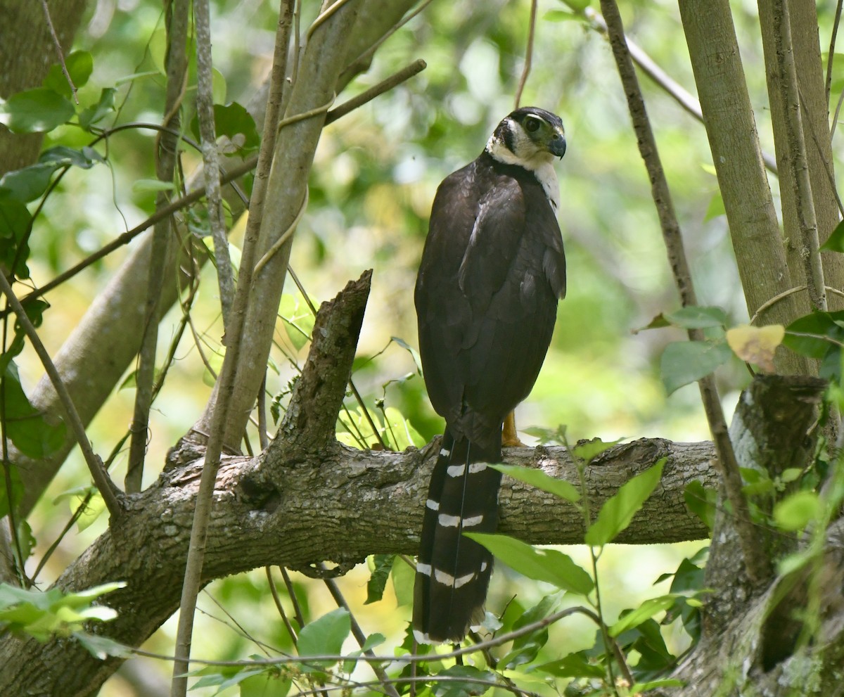 Collared Forest-Falcon - ML635567643