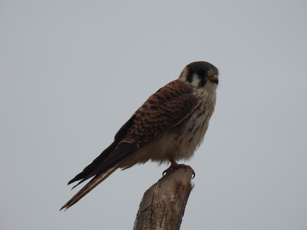 American Kestrel - ML635567650