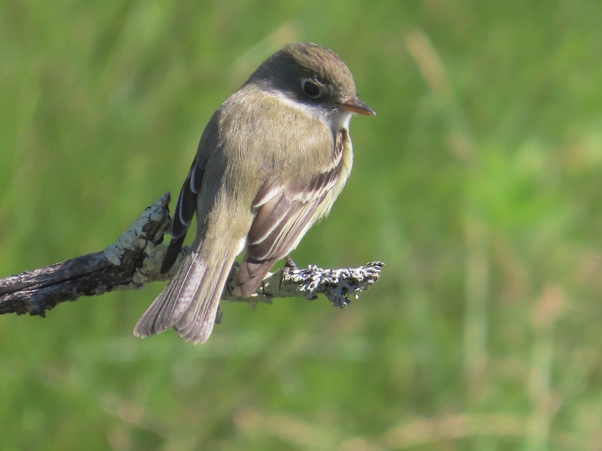 Least Flycatcher - ML635567666