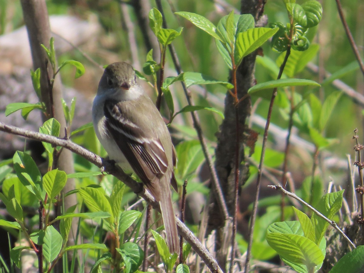 Least Flycatcher - ML635567667