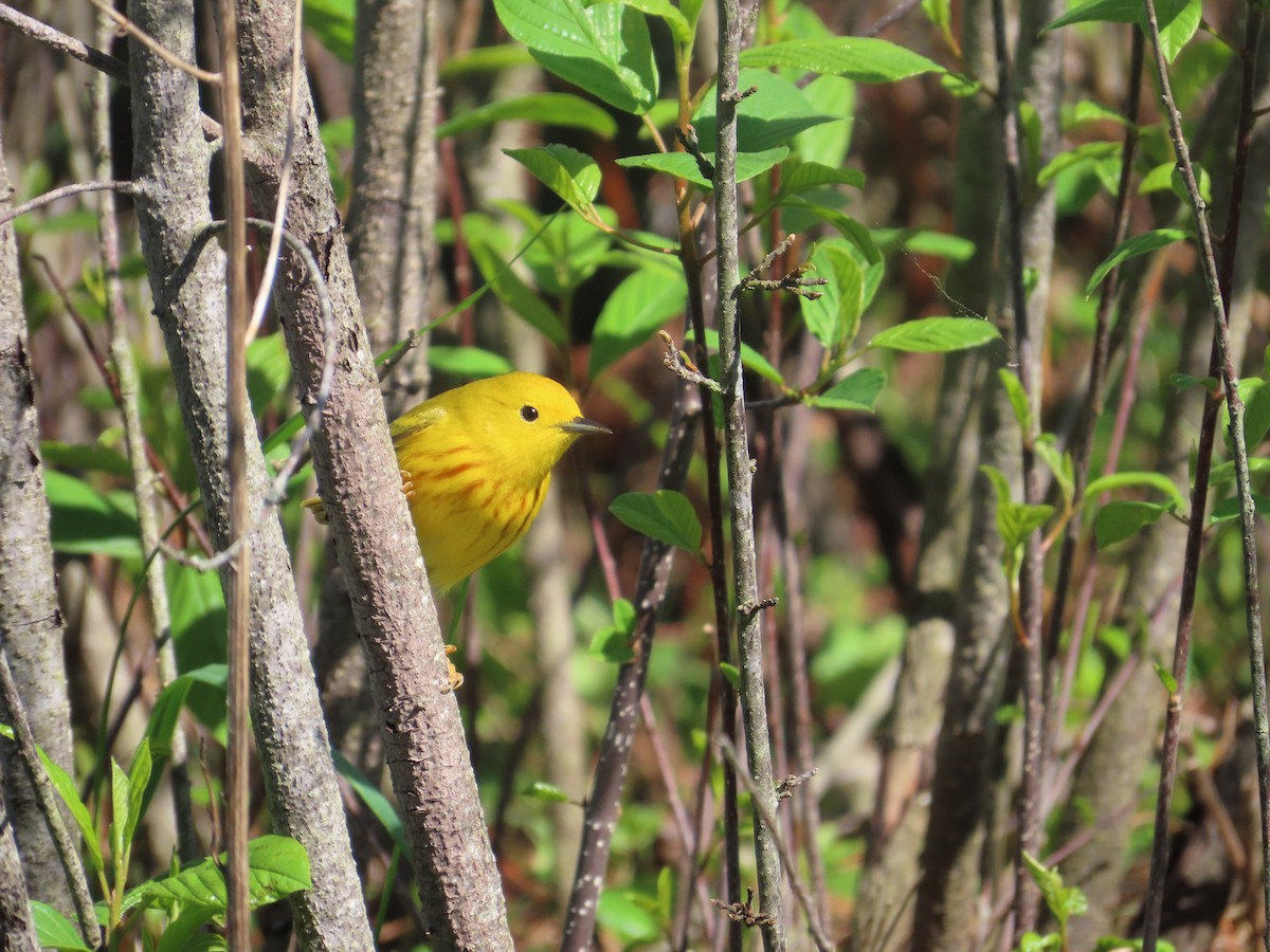 Yellow Warbler - ML635567716