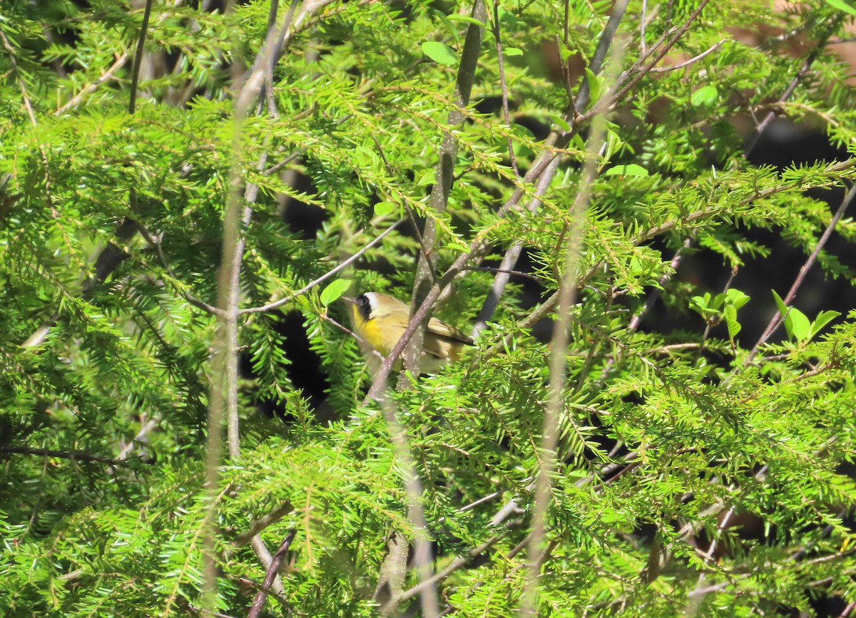 Common Yellowthroat - ML635567742