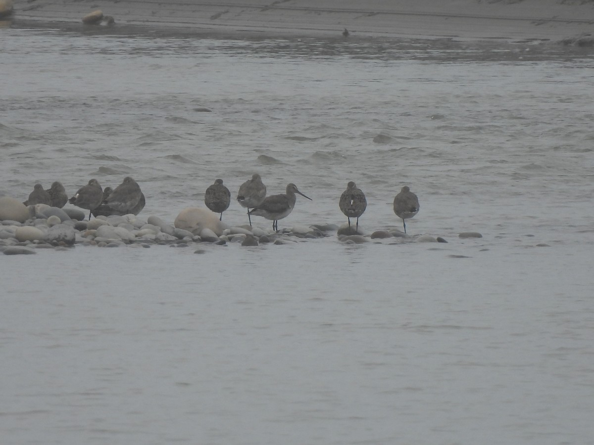 Hudsonian Godwit - ML635567758