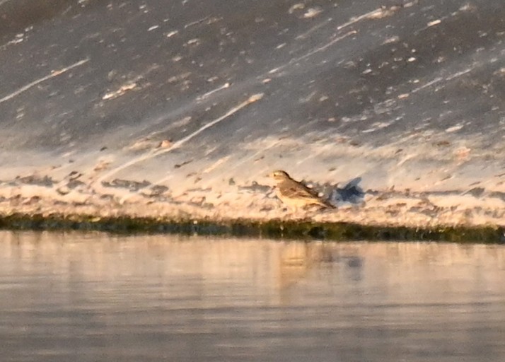 American Pipit - ML635567787